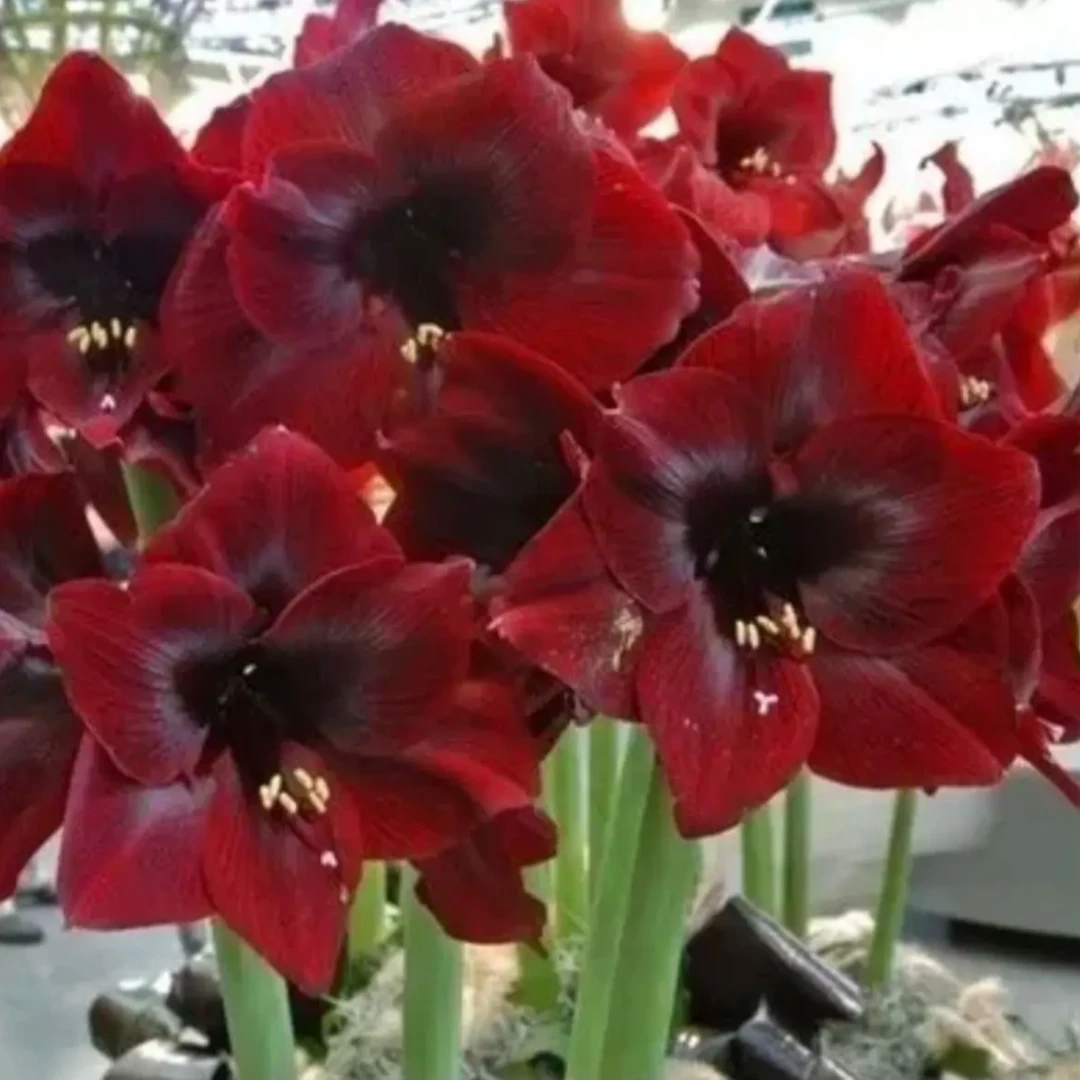 曼德拉）朱顶红种球4-5厘米【1颗】