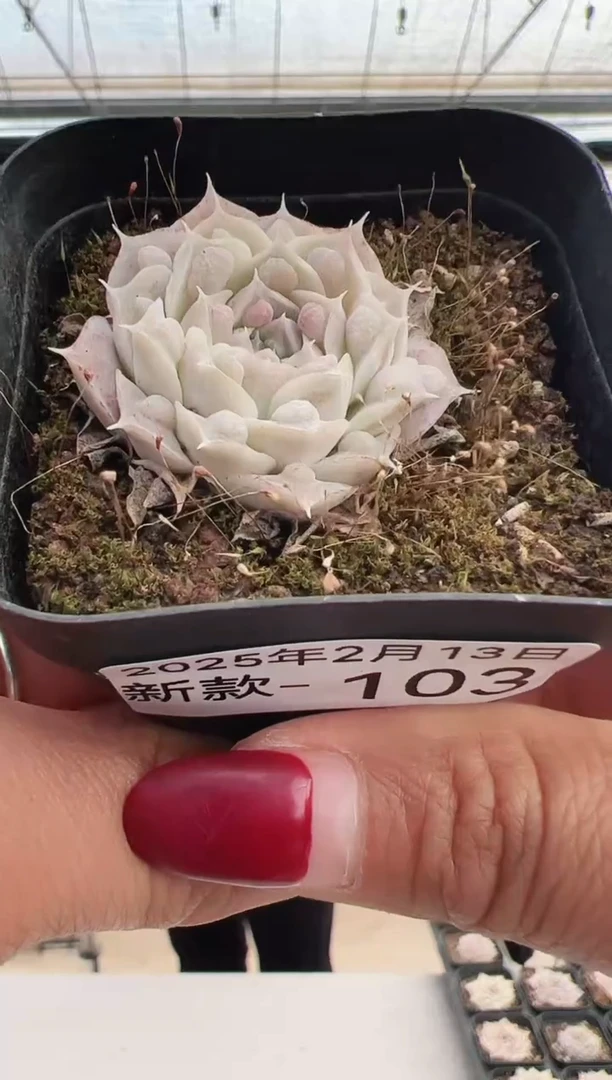 【闪购商品】新款多肉-103