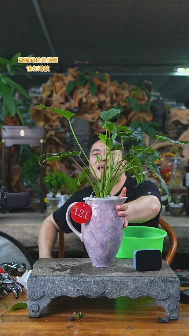 当前无花栽培后可以开花121小天使T