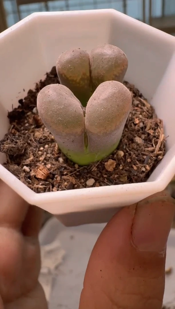 28-96多肉植物肉锥001