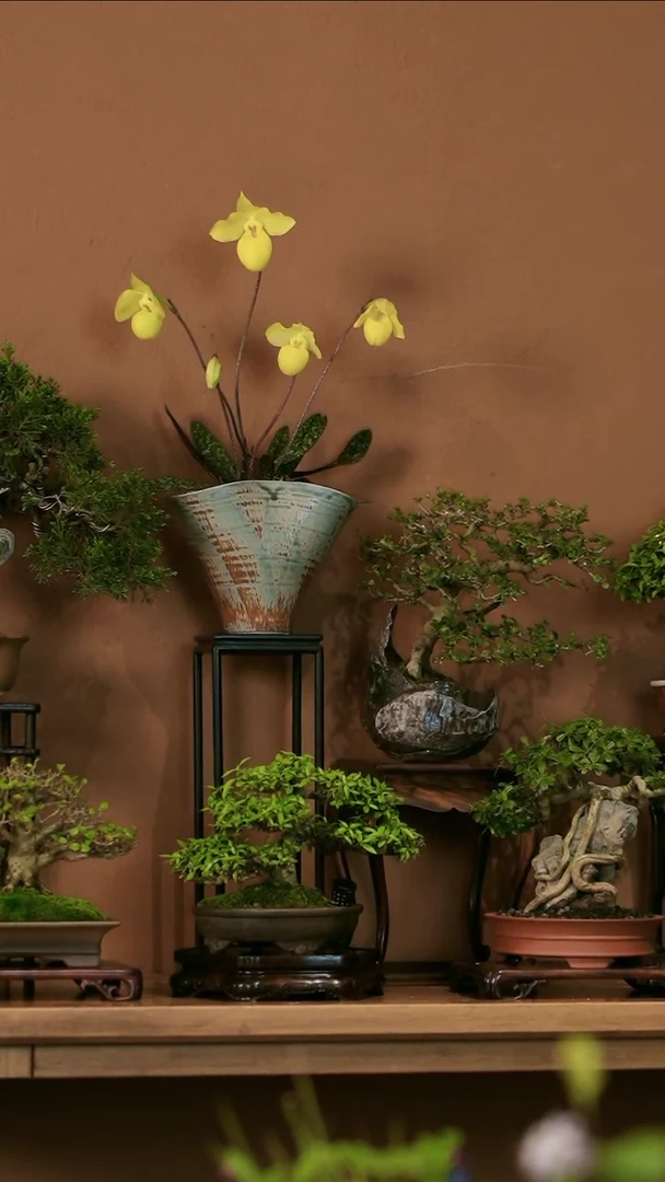 兜兰盆景盆景盆景