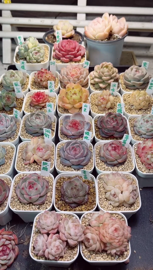 【闪购商品】H344孤品珍妮一物一拍