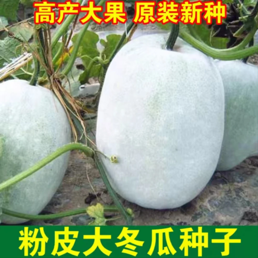【全店任选满5包/包邮】粉皮大冬瓜种子