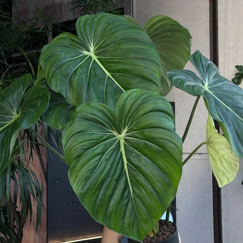 【麦克道尔蔓绿绒】观叶热植清新雨林植物室内盆栽高颜值
