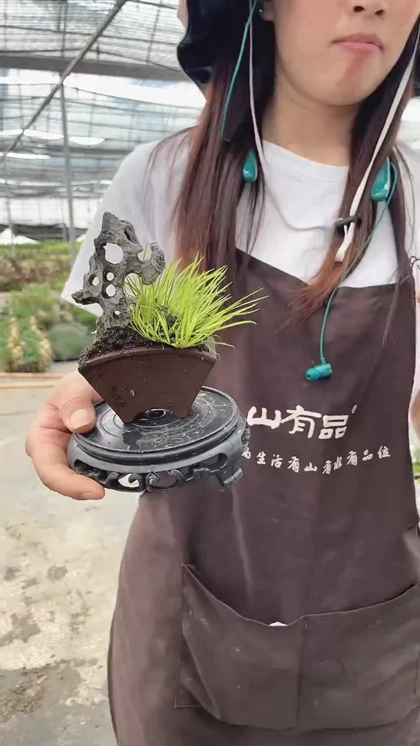 无花朵扇型附石  菖蒲 盆景