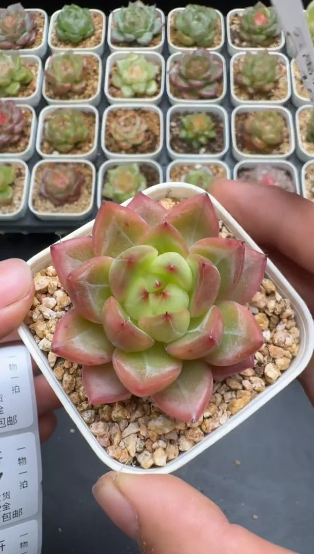155G云禹多肉植物 脱土纸巾打包 3颗包邮