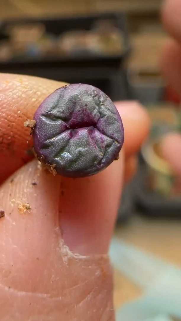 【闪购商品】7-69``SSW