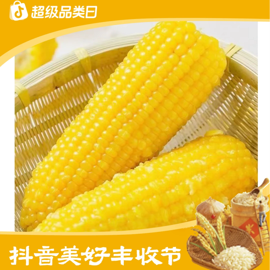 【含试吃3棒】东北头茬真空黄糯玉米280克整箱6斤左右到手10棒
