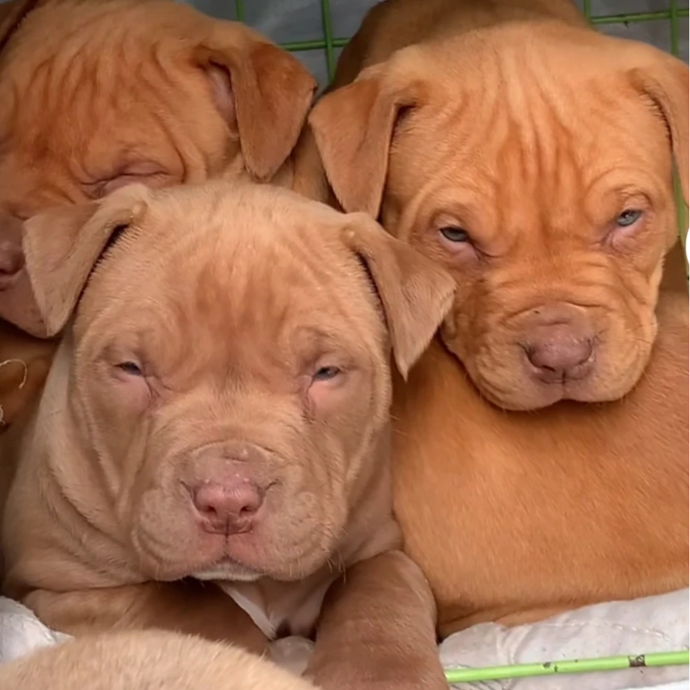 宠物《相册》定金(拍这个)