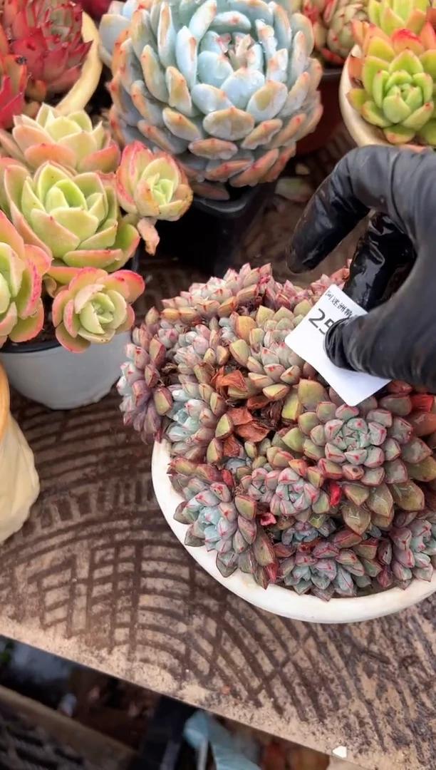 S****幺多肉植物一物一拍25414