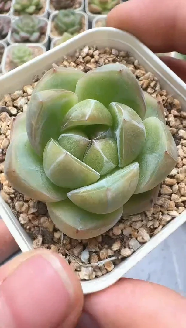 295D云禹多肉植物 带盆土纸巾打包 3颗包邮