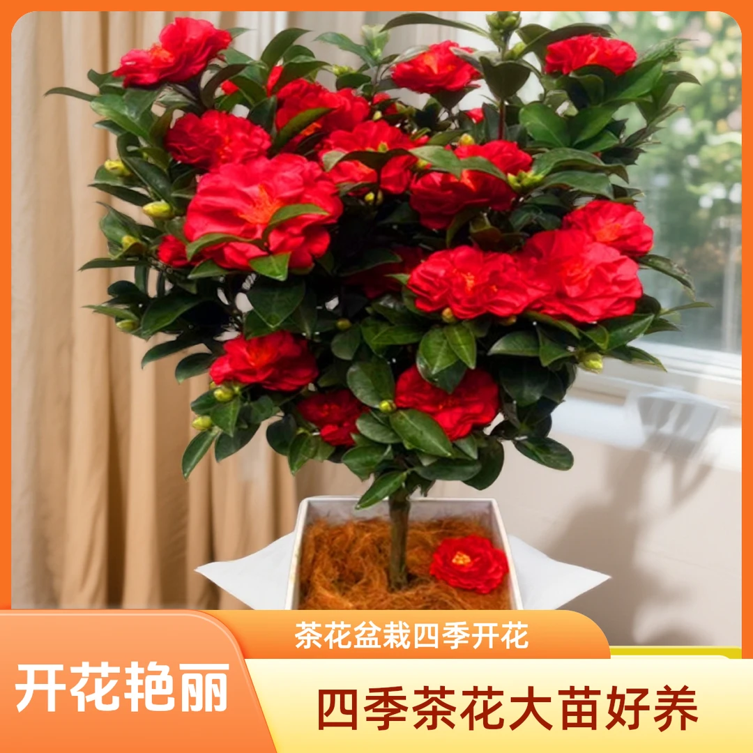 四季茶花夏日七星大红茶花盆栽绿植花卉四季开花阳台庭院客厅种植