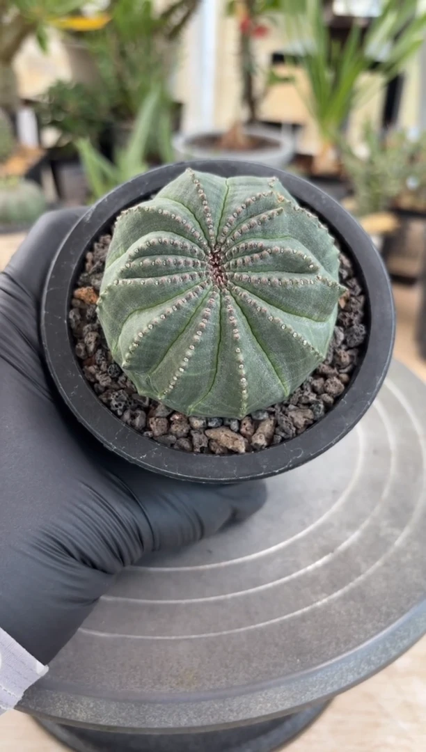 饭***酱布纹球大戟FC-6525