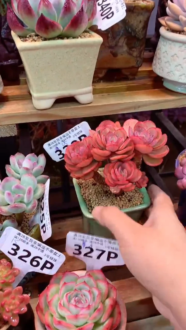 328P  (一物一拍实付满28发货，默认不带盆土）