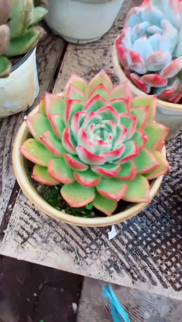 小*子多肉植物一物一拍02178