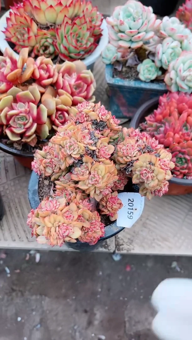 【闪购商品】20159