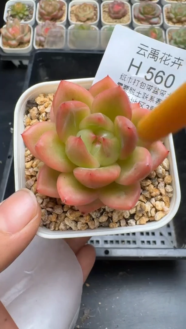 560H云禹多肉植物 带盆土纸巾打包 当天拍3颗包邮
