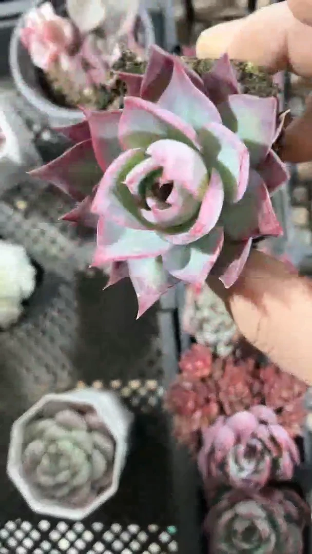 【闪购商品】65盆惊鸿仙子多肉一颗