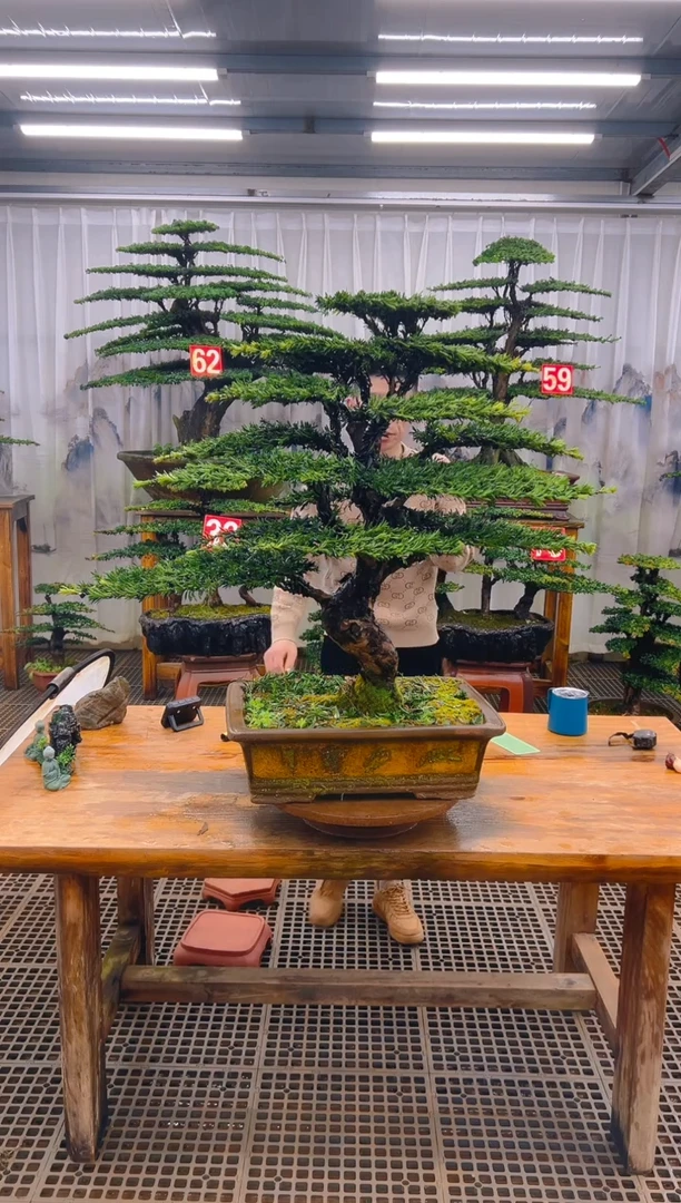 无花朵关**南精品盆景直播间一物一拍