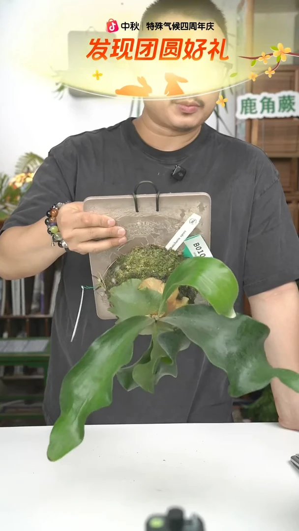 不开花植物B010-佩嘉琳孢子苗