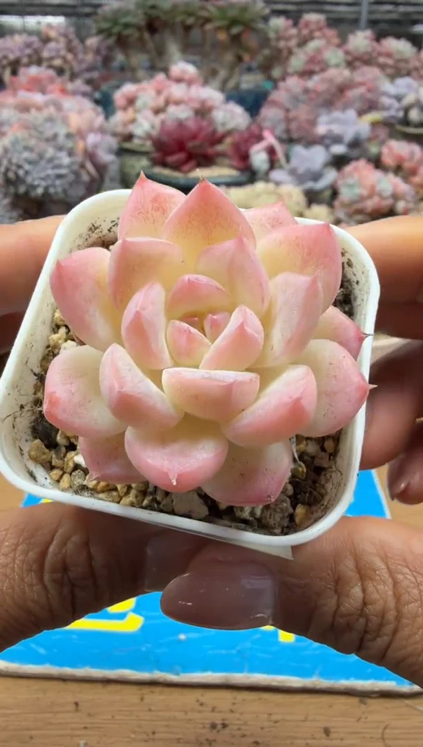 东云多肉园二店-130