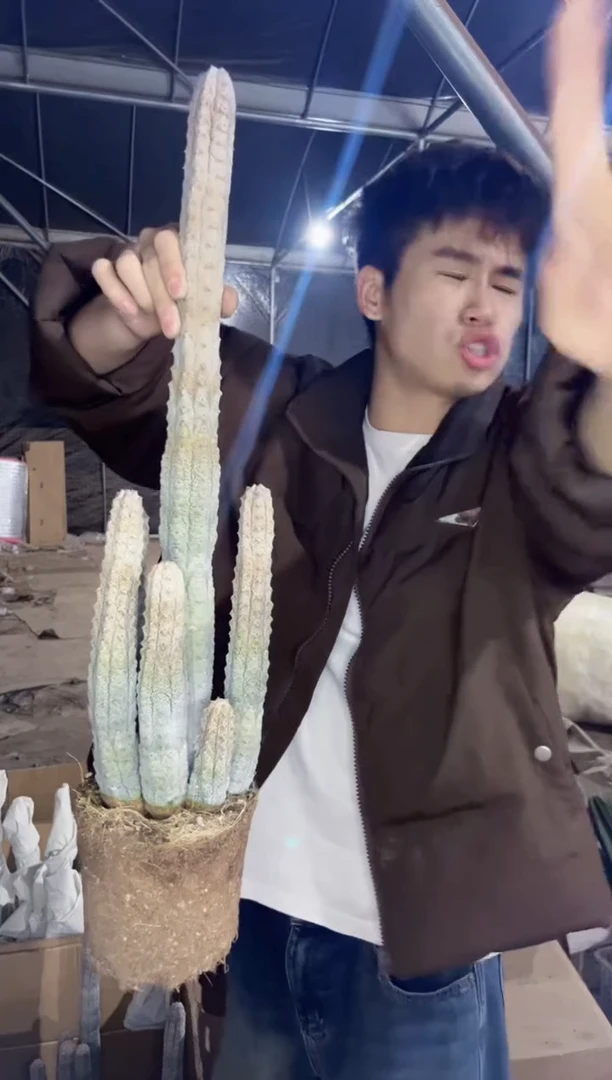 【闪购商品】5头起发 亚迪麒麟