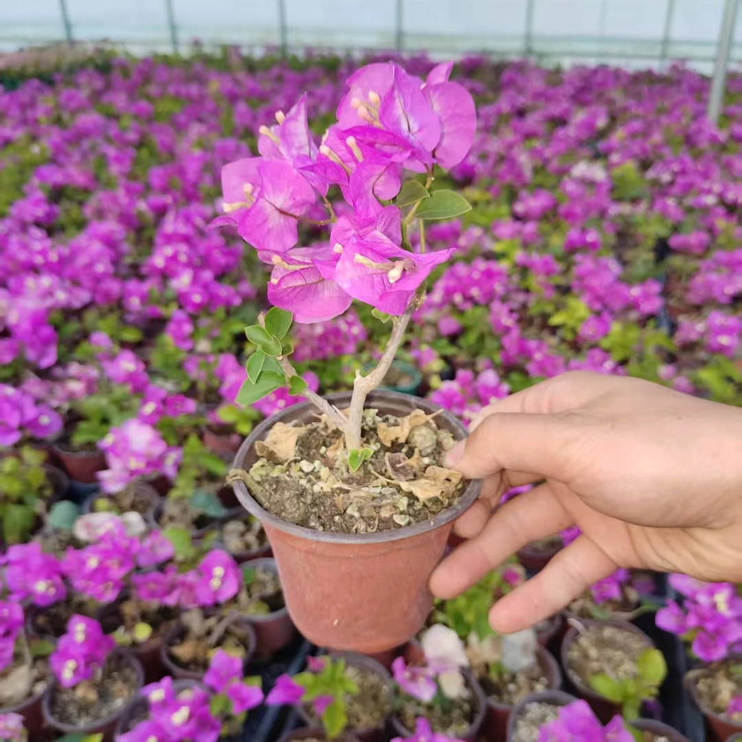 【阿里山姑娘】三角梅牙签苗盆栽花卉 无售后客服不在线介意勿