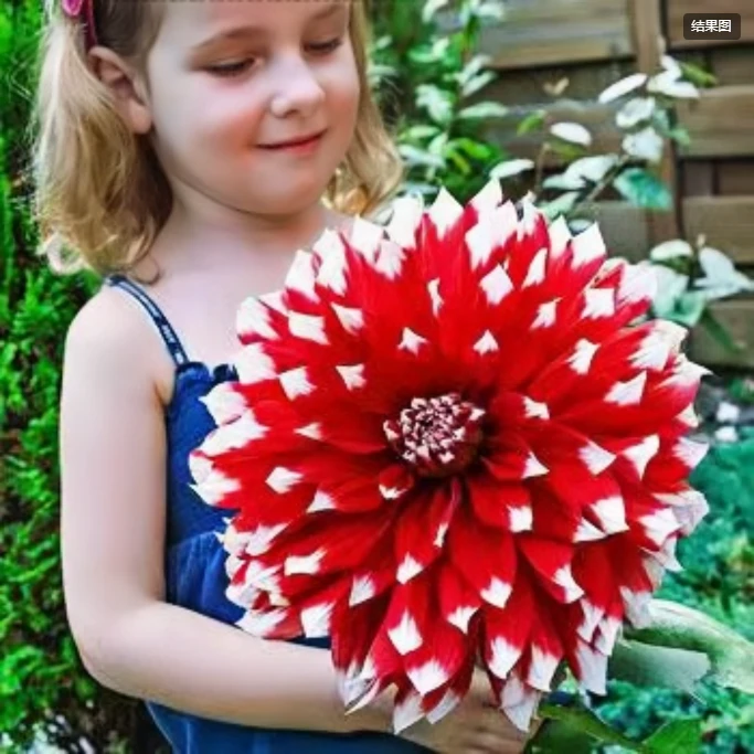 【未知数】 进口大丽花种球对版发货