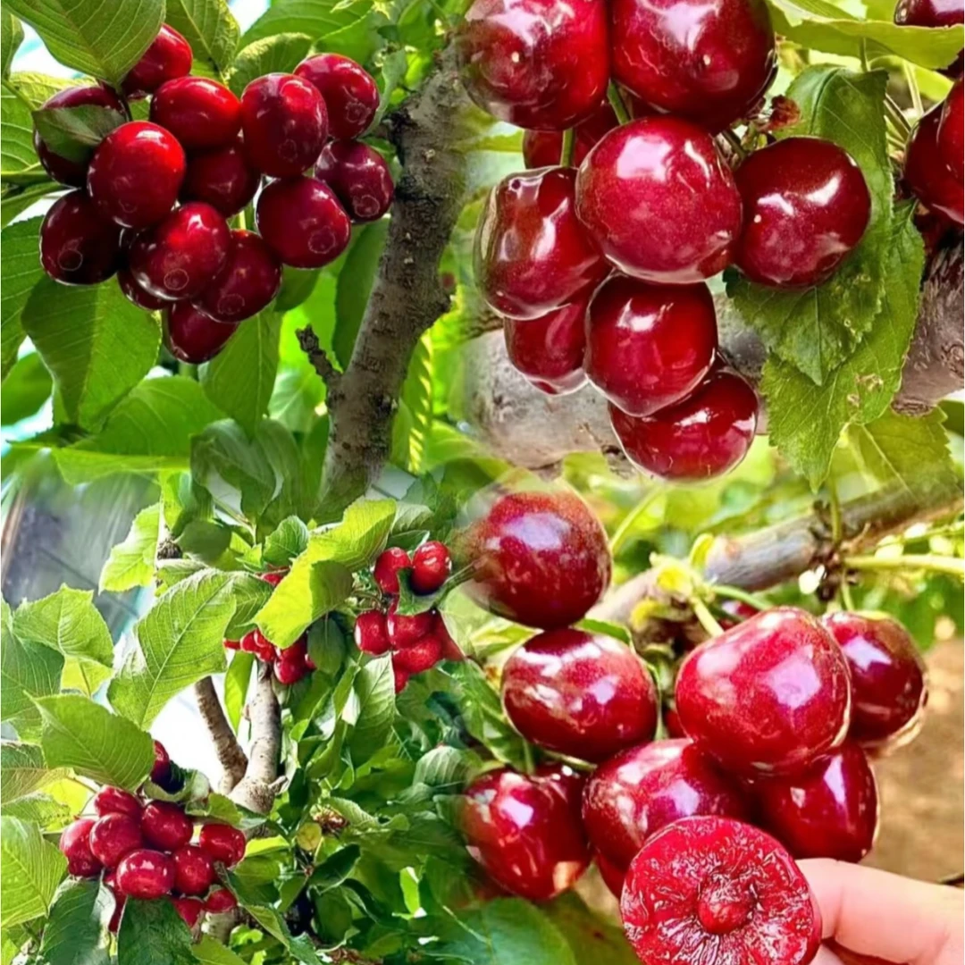 玉卓轩《美早樱桃》（小果）