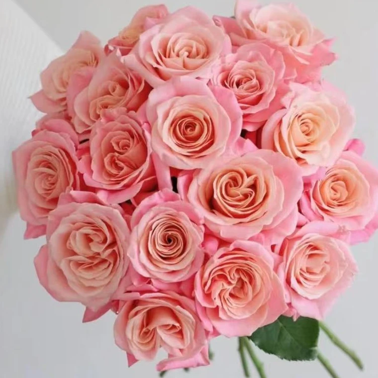 朱小姐 玫瑰-家养鲜花云南基地直发