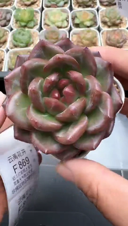 868F云禹多肉植物 默认脱土纸巾打包 3颗包邮