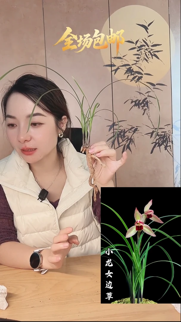 当前无花栽培后可以开花：小龙女边草
