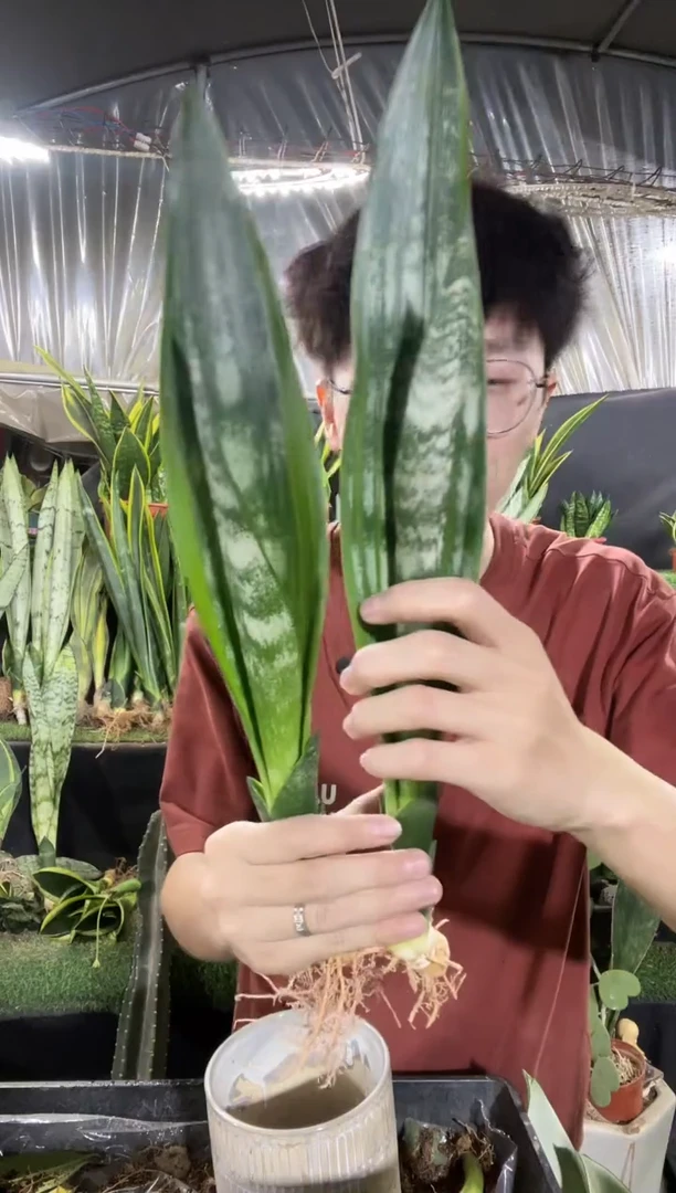 波力虎皮兰裸根2棵28.8