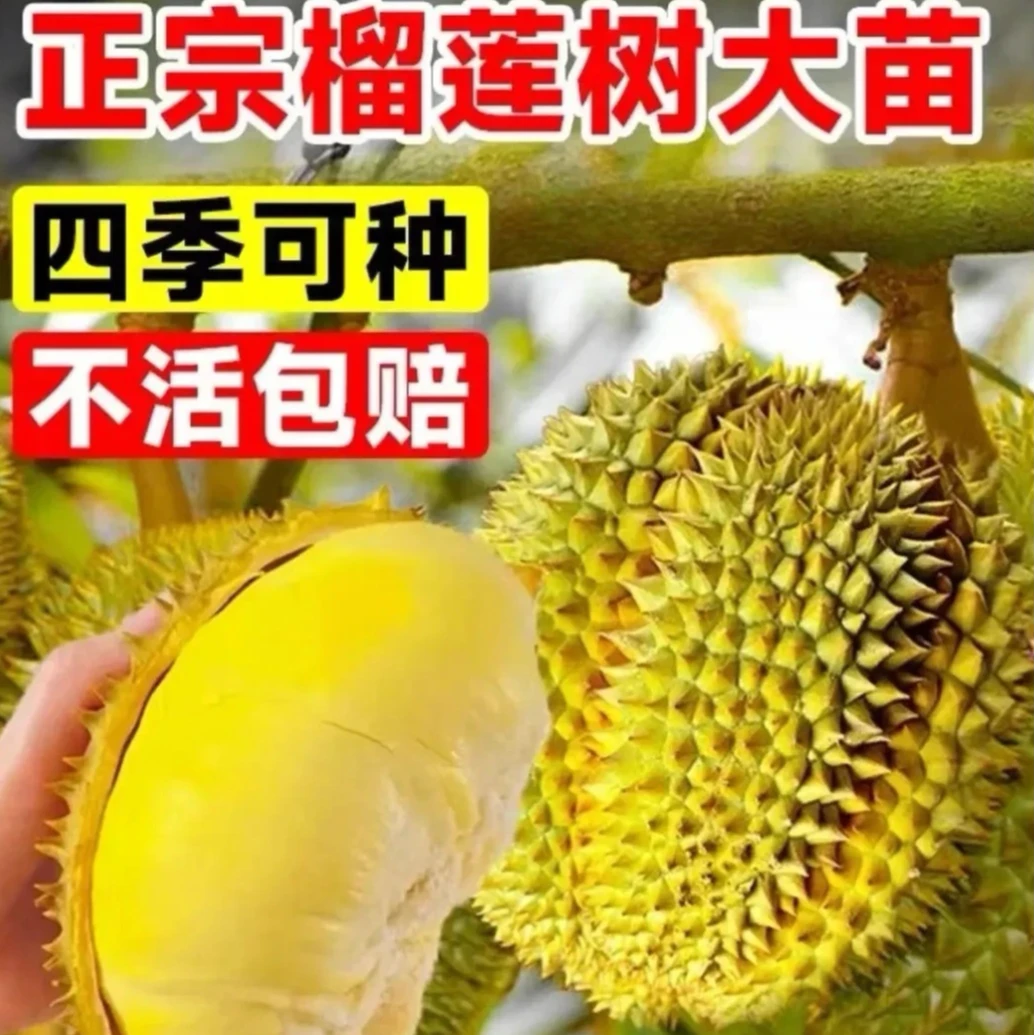 AAA金枕榴莲树果树果苗南北方四季种植嫁接猫山王爆满结果