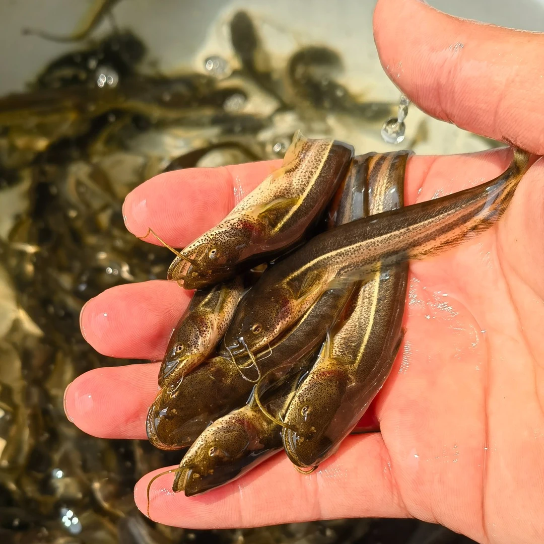 可以过冬的大口鲶 肉食鱼 水族活体