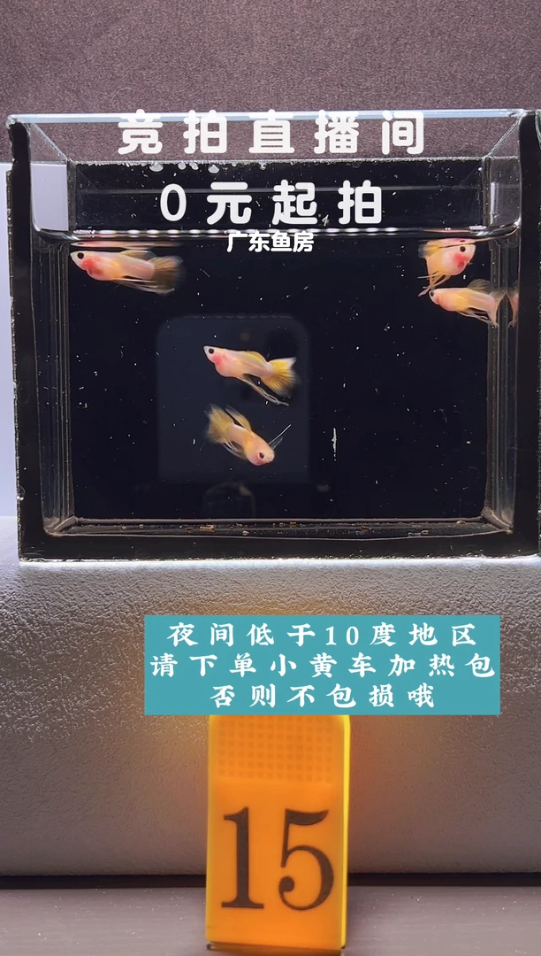 孔雀鱼幻彩长公5只编号15