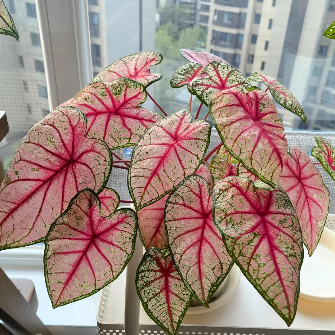 (顺丰发货)彩叶芋绿植辐射室内盆栽彩叶观叶类耐热多年生懒人植物