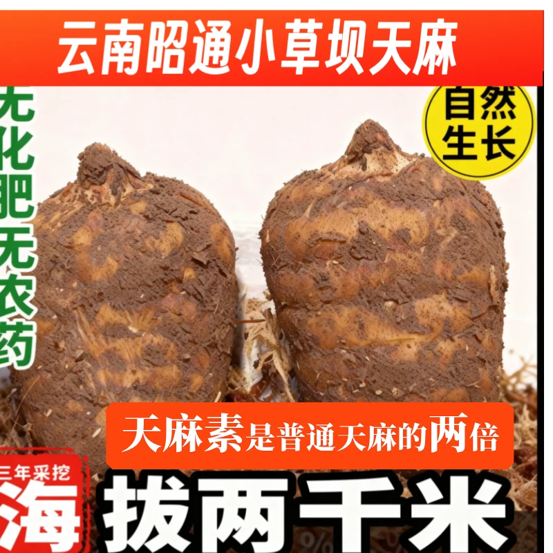 新鲜天麻云南昭通小草坝新鲜乌天麻高山林下野生种植可煲汤泡酒