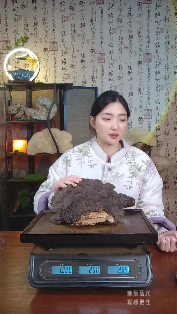 红缘拟层孔菌中国大陆【藏区野生】红缘树舌（3.42斤）40-50年份