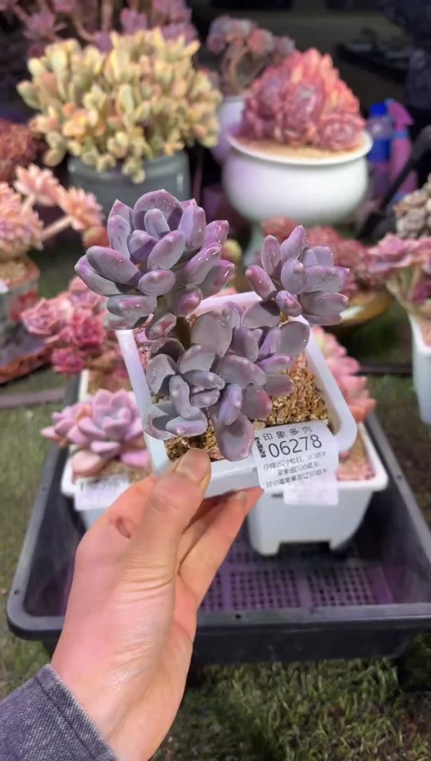 【闪购商品】06278