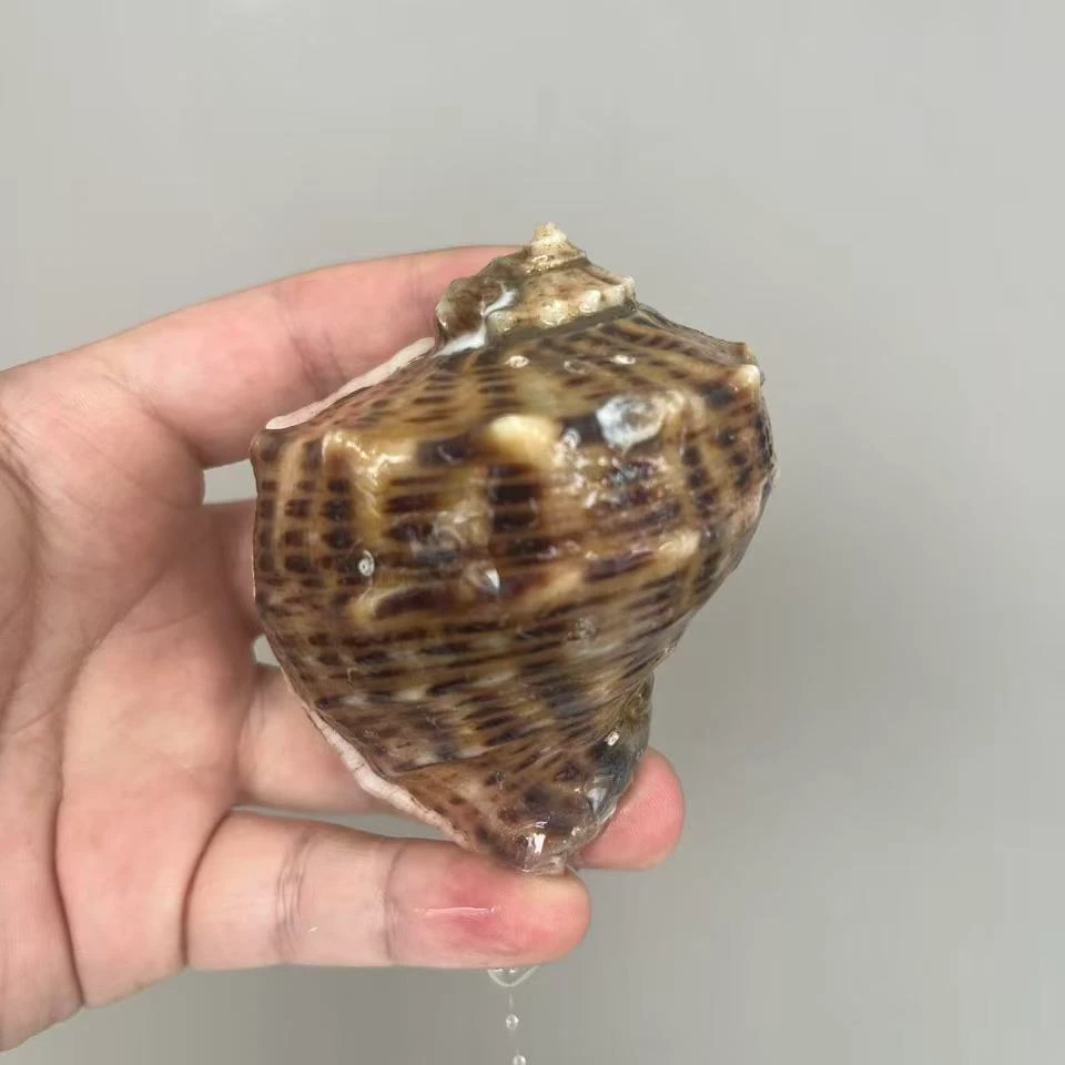 渤海湾鲜活大海螺