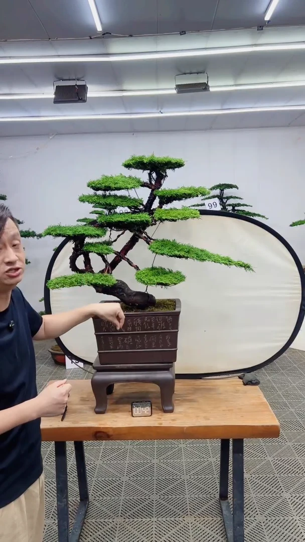 无花朵造型盆景一物一拍