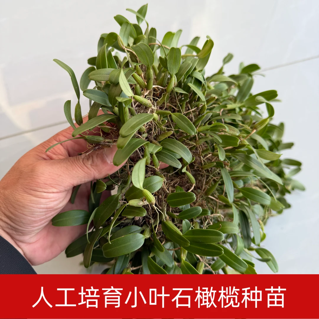 人工培育小叶单果石橄榄种苗新品种种植