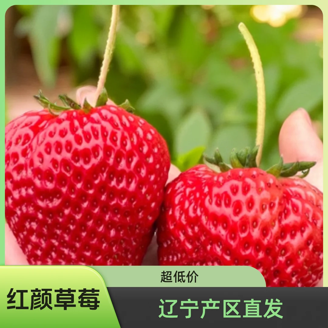 一整板红颜99草莓【辽宁产地直发】2.5斤+99草莓辽宁省