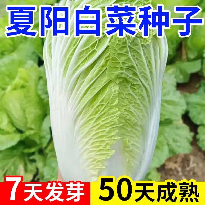 【夏阳50大白菜种子蔬菜】夏季专用白菜籽早熟抗热奶油快菜耐高温
