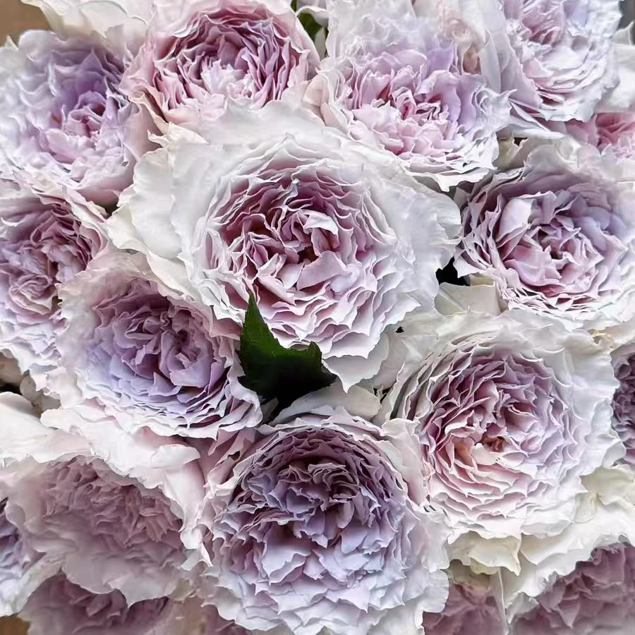 浮月小苗  四季开花大花浓香灌木月季皮实好养