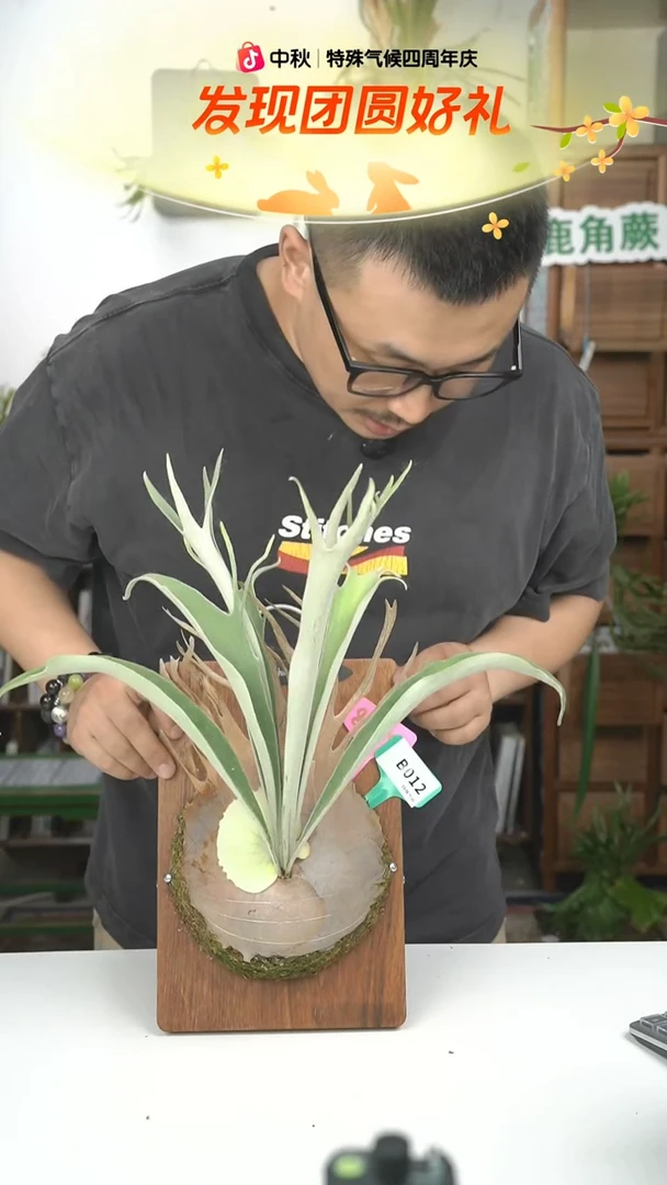 不开花植物B012-AR孢子苗