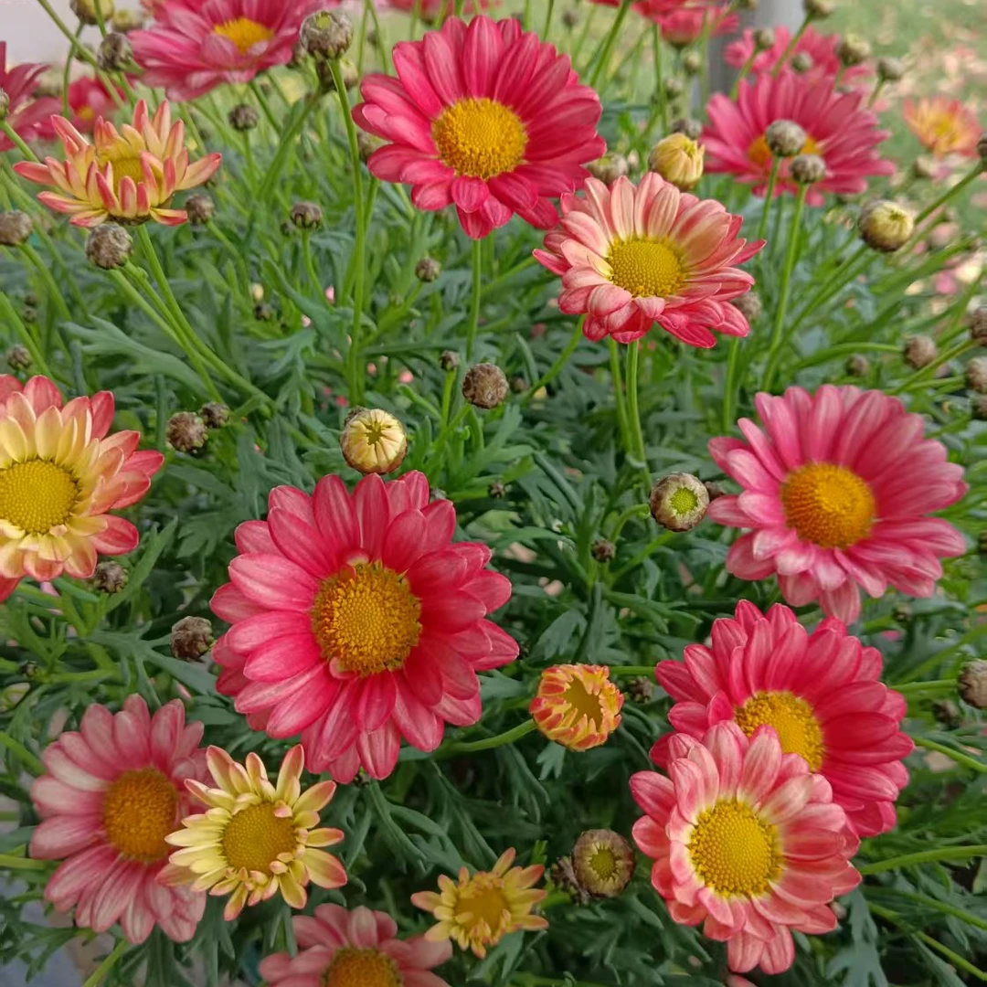 【糖果系列】小饼干玛格丽特渐变色多季节重复开花好养护