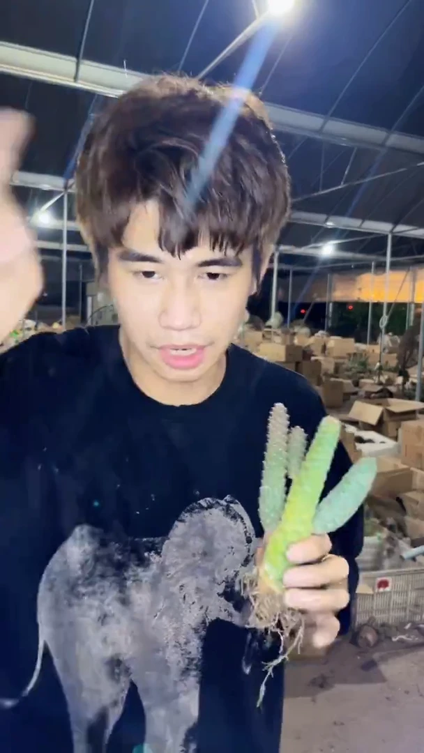 松丽团扇【带根】3头起发