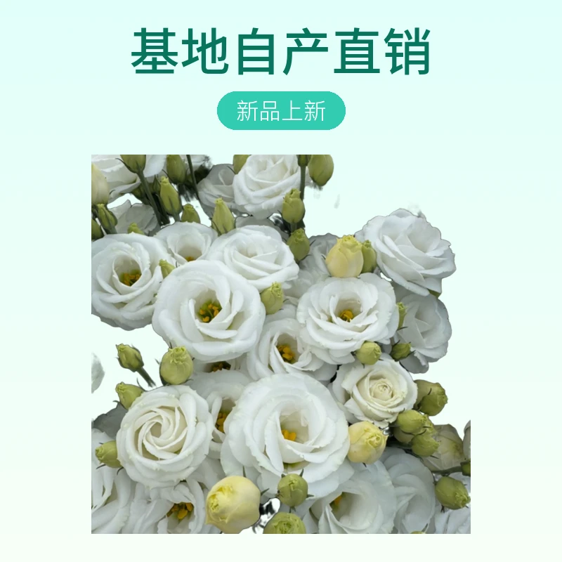 高品质白色洋桔梗0.6kg基地自产直销家庭装饰水培鲜切花